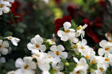 piękne kwiaty biało różowe wiosna