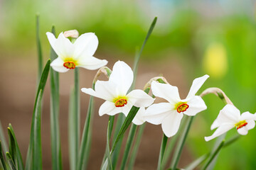 Beautiful narcissus flowers in garden outdoors