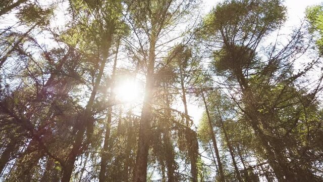Bottom up view of lush green foliage of trees with afternoon sun. Walking through the forest with large green trees. Summer background