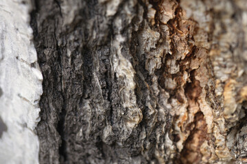 wood bark texture with bumps and cracks close-up, selective focus