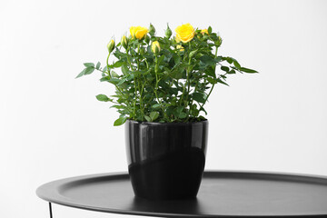 Beautiful yellow roses in pot on table near white wall