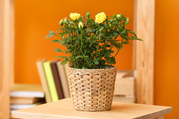 Beautiful yellow roses in pot on table at home