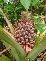 Fototapeta premium pineapple in the garden