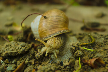 snail afternoon time