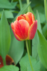 Red tulip, close up shot