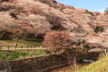 四季桜