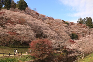 四季桜