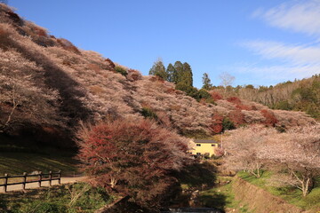 四季桜
