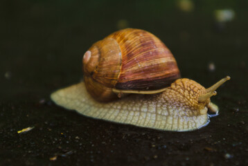 snail afternoon time