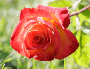 'Perfect Moment' Red Blend Hybrid Tea Rose in Bloom. San Jose Municipal Rose Garden, San Jose, California, USA.