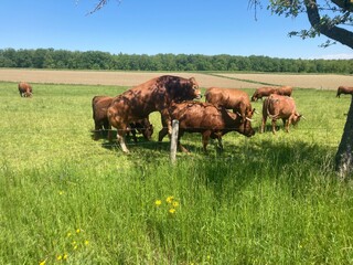 cows on pasture