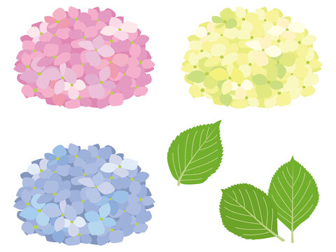 2 140 Best 紫陽花の花 Images Stock Photos Vectors Adobe Stock