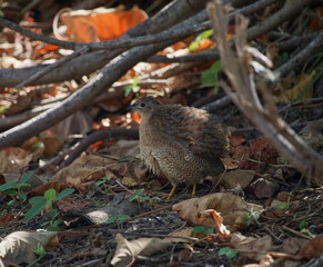 Australian wildlife birds quail 