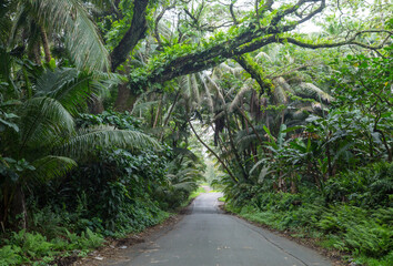 Road in jungle