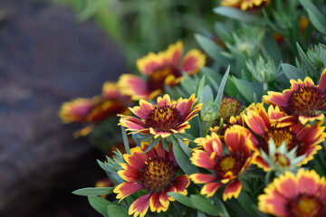 pink and yellow flowers
