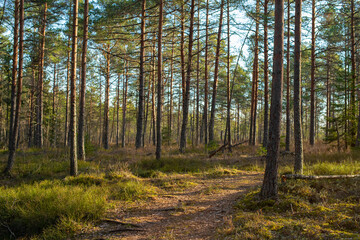 The landscape around the pathway on an early spring morning. Rabivere bog (also known as Hagudi bog) in Rapla County, a popular natural attraction in Estonia, tourist ecological trail. Selective focus