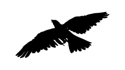 vector black silhouette of crow on the white background, silhouette of crows