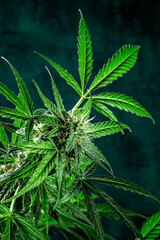 Cannabis plant on a dark background. Marijuana flowers and leaves