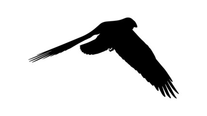 vector black silhouette of crow on the white background, silhouette of crows