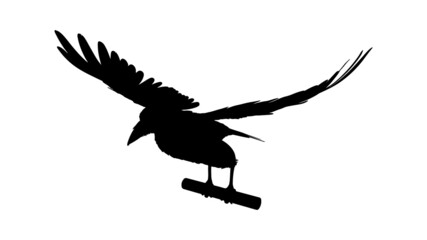 Fototapeta na wymiar vector black silhouette of crow on the white background, silhouette of crows