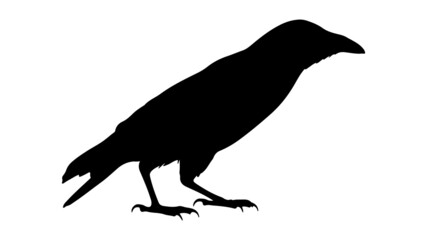 vector black silhouette of crow on the white background, silhouette of crows