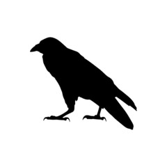 vector black silhouette of crow on the white background, silhouette of crows