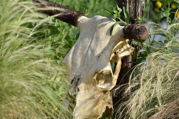 Naklejka premium cow skull