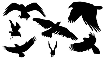 set of vector black silhouette of crow on the white background, silhouette of crows