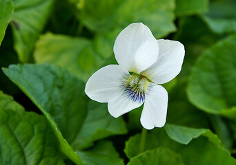 White violet flower