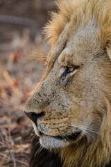 African Lion resting in the evening sun in South Africa