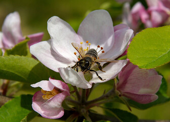 Bee on an apple tree flower