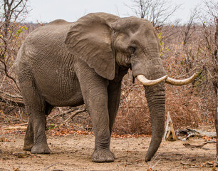 Fototapeta na wymiar African Elephant walking in the dry Mopane forests in the Kruger Park in South Africa