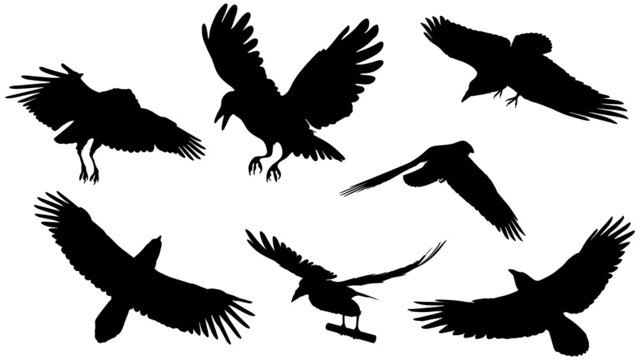 set of vector black silhouette of crow on the white background, silhouette of crows