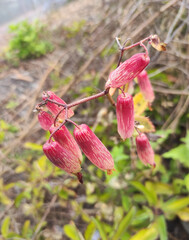 Bryophyllum pinnatum plant, air plant, airplant, Canterbury bells, cathedral bells, curtain plant, floppers, good luck leaf, green mother of millions, leaf of life, life plant, live leaf
