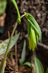 Macro texture view of a solitary delicate yellow bellwort wildflower (Uvularia grandiflora), blooming in its native forest habitat