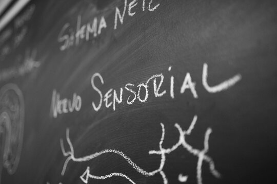quadro negro escrito palavras em portugues. nervo sensorial