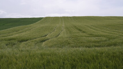 Fototapeta premium The endless landscape of rural wheat fields in Greece