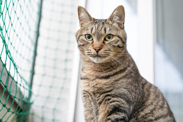 見つめるキジトラ猫