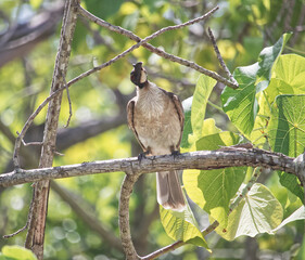 Australian wildlife birds noisy friar bird