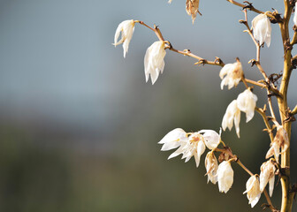 white magnolia flowers