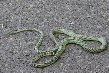 A green snake on the street, outdoors, is a poisonous animal.