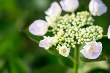 咲き始めた紫陽花