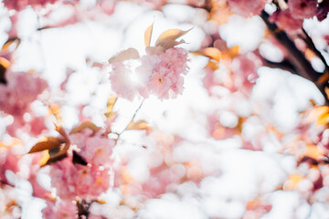 夕日の中の菊桜