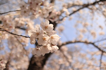 Beautiful Cherry Blossoms in Full Bloom – Japan Spring Scenery