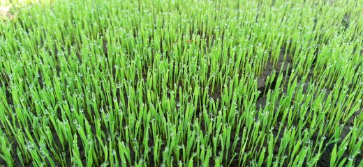 green grass with dew drops background