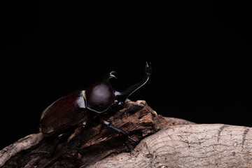 Black background photo of a male beetle holding onto a branch