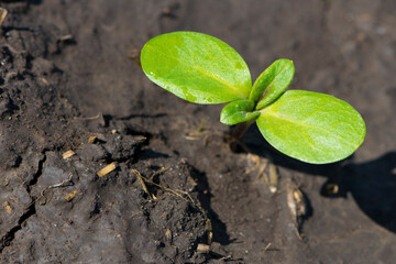sunflower sprout, green leaves, closeup. giving life, a small green sprout in the ground. soil with the plant. Ecology, environmental protection. spring work, the crop emerges in a field or greenhouse