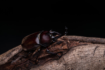 Black background photo of a male beetle holding onto a branch