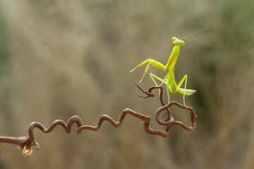 Praying Mantis with Beautiful Pose © abdul gapur dayak