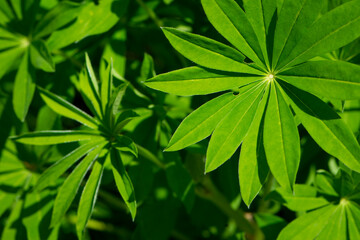 green leaves of Lupinus polyphyllus with soft sunlight in the garden, Large-leaved lupine, Vaste lupine, plant is a species of lupin, Nature floral background. green spring or summer background
